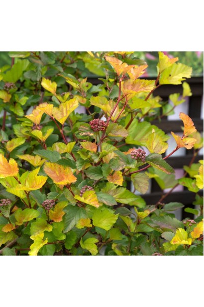 Пухироплідник калинолистий Меджик Болл